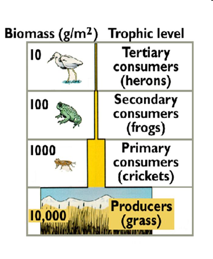 Oct 12 10:35 AM Another Pyramid Another type of pyramid can show the amount of biomass/numbers of organisms at each trophic level.