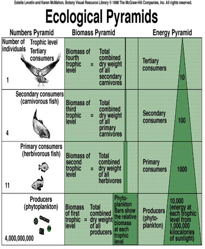 Intro to Ecology.notebook Exception to the Rule Normally the producers are the largest level in the pyramids. That is not always the case!
