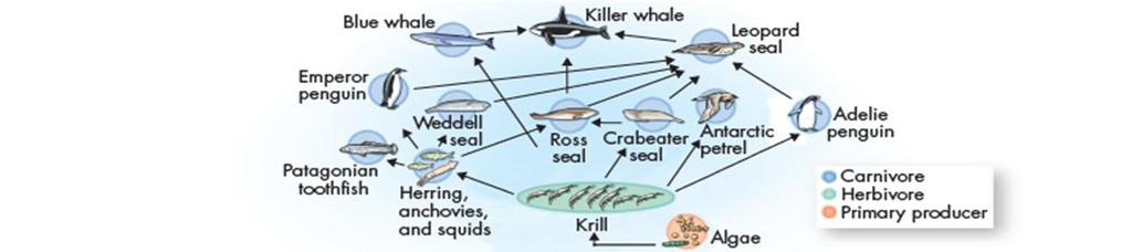 Food Webs A food web- links all of the food chains in an ecosystem together.