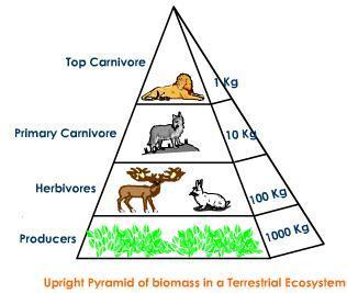 2. A pyramid of biomass illustrates the relative
