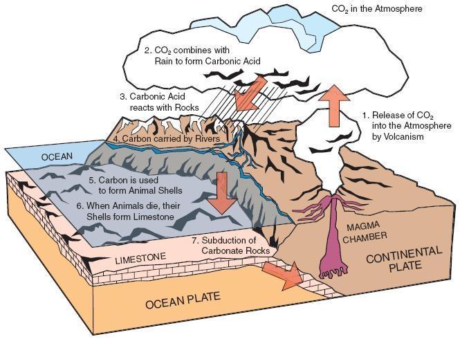 The Carbon Cycle Geologic forces can turn accumulated carbon into carbon-containing rocks or