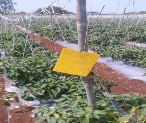 Recommendations : Different colour sticky traps Blue trap: A number of important pest insects are attracted to a range of specific colour Wave lengths.