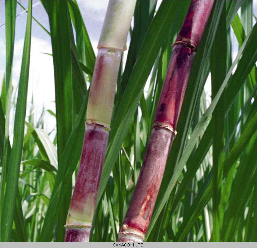 11 One DuPont Approach Sugar Cane Industry DuPont Chemical solutions Carbonation Microgel - Sugar clarification Glyclean - Equipment