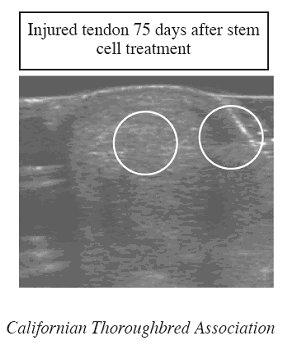 GCSE in ADDITIONAL SCIENCE Specimen Assessment Materials 28 (b) The photograph below shows ultrasound scans of an injured leg tendon of a horse before and after stem cell treatment.