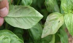 Partner of the project (2014-2016) Since 2001, basil crops are attacked by Peronospora belbahrii (agent of the Downy