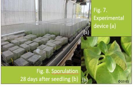 Annex I, page 3 SEED DETECTION A protocol of detection has been developed for the detection of P. belbahrii on seeds.