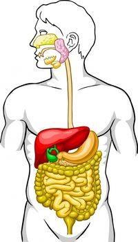 GCSE Biology Revision Topic 2 Organisation digestive system and food tests The digestive system pg 46 Food tests pg 47-48 Label the organs, describe what happens.