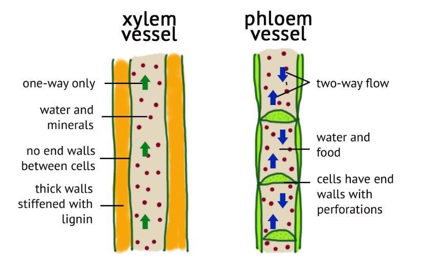 spaces in spongy mesophyll Stomata phloem epidermis Tightly packed layer of cells full of chloroplasts These cells open and close the