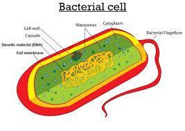 GCSE Biology Revision Topic 3 INFECTION AND RESPONSE pages 76-77 What is a