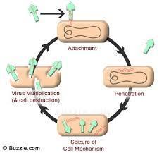 BACTERIA Bacteria are cells that Name the 4 different types of pathogen.