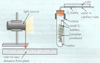 GCSE Biology CHAPTER 4 Photosynthesis Measuring rates Required practical (p95-6) What is being measured to determine rate of photosynthesis ( in the picture): Name the independent variable Explain