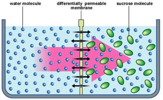 GCSE Biology Revision Topic 1 CELL BIOLOGY- Diffusion, osmosis and active transport Diffusion (pg 29) is the movement of (liquids or gases) from an area of concentration to an area of er