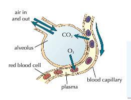 The job of the lungs is Alveoli are Villi in the small intestine (pg 35) Villi are found in the