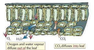 match) Gas produced by photosynthesis that needs to diffuse out Flattened shape to increase the