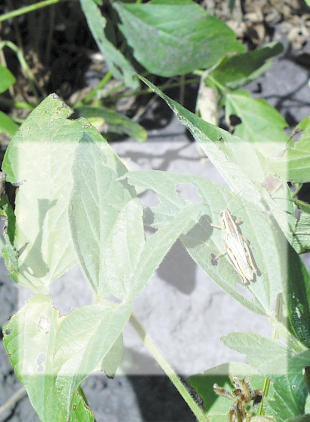 FS 905 Economic Thresholds in Soybeans Grasshopper and Bean Leaf Beetle Michael A. Catangui, Ph.D.