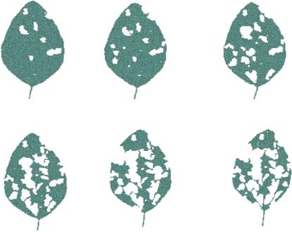 20% 5% 10% 30% 40% 50% Figure 2. Sample leaf defoliation levels of early-vegetative stage soybean caused by bean leaf beetles.