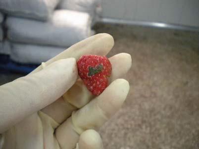 4. Strawberry Crown Expected Result Result Actual Finding / Comments The strawberry should not have foreign