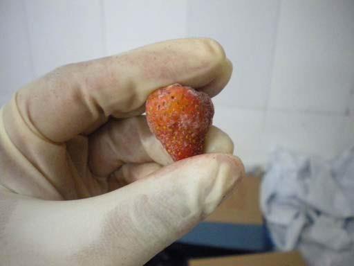 8. Unripe Expected Result Result Actual Finding / Comments The strawberry should not be