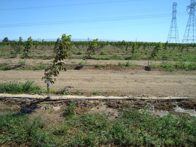 frequency, shorter irrigation sets As trees grow,