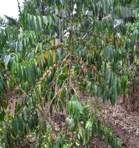 conservation were introduced to coffee farmers in the central cattle corridor of