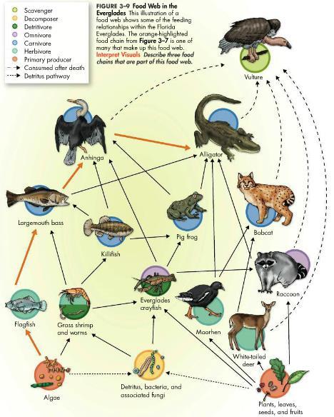 Food Web Food Web: A network of complex interactions formed by the feeding relationships among various organisms in an