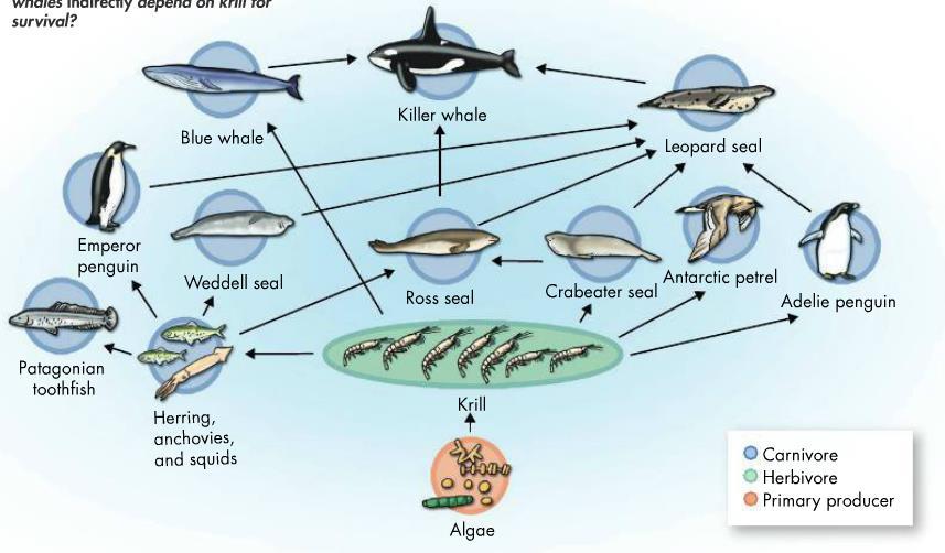 Food Web Complexity of