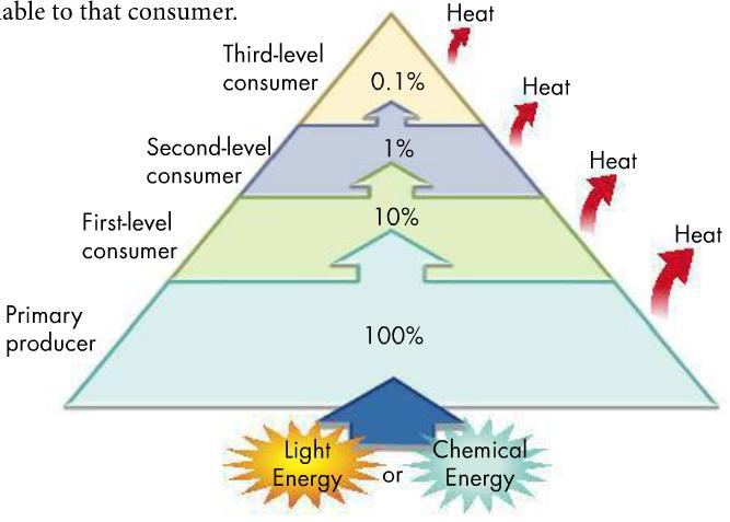 Ecological Pyramids Pyramids of energy: Show the relative amount of energy available at each