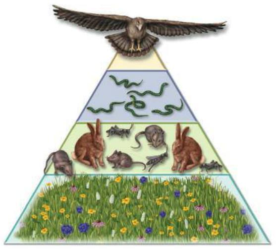 Ecological Pyramids Pyramids of biomass: Illustrates the relative amount of available living organic matter at available each trophic at each