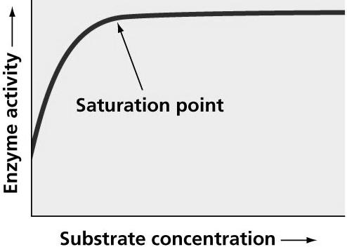 I. Factors Affecting Enzyme Activity Graph 1: Substrate Concentration vs Enzyme Action Reaction rate initially increases as substrates are added to a fixed amount of enzyme, until a Saturation Point