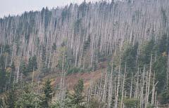 Threats to Forest Ecosystem Health Towards