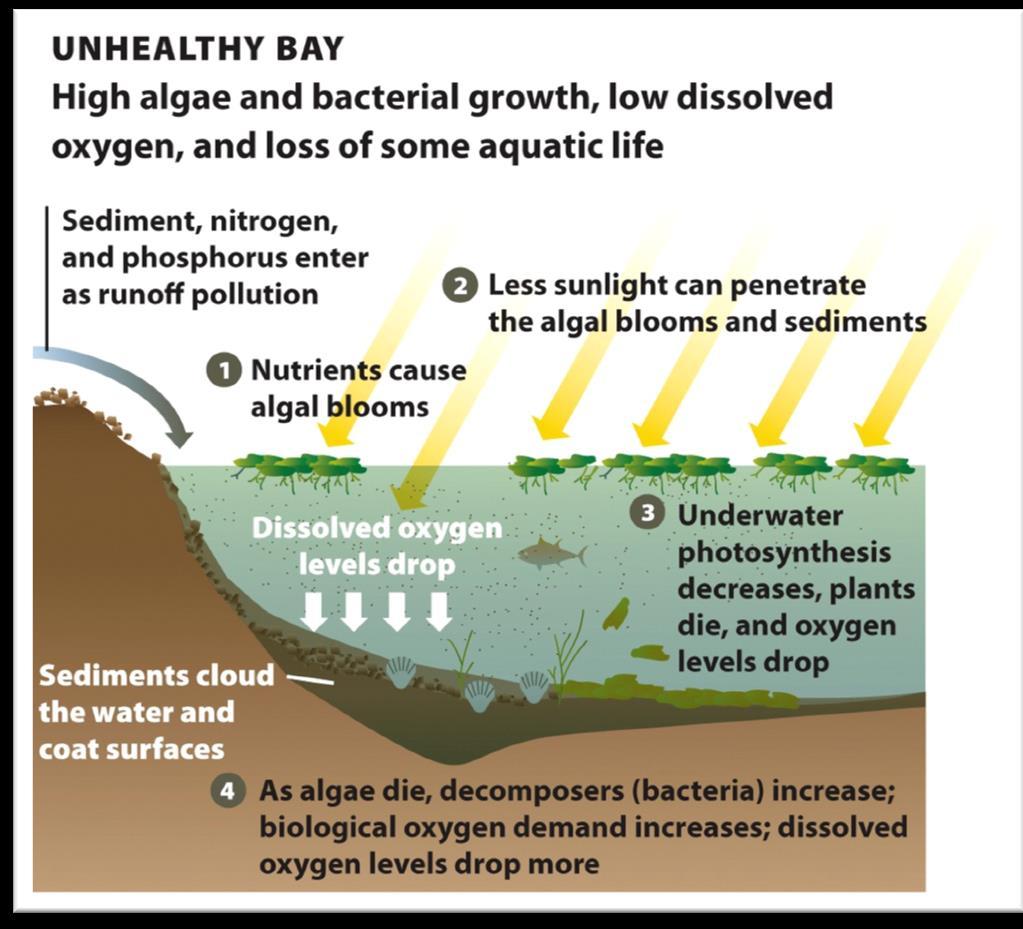 15 When oxygen decreases, things go awry Less oxygen is produced as algae