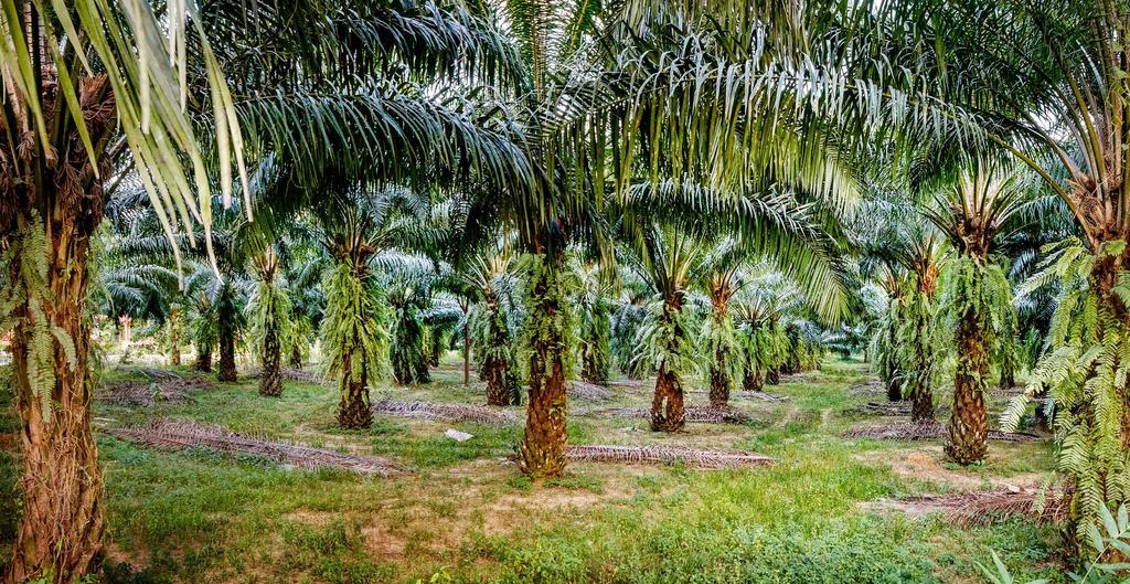 Our Palm Oil Promise Our