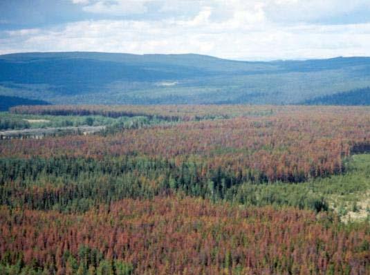 Canada: Mountain Pine Beetle British Columbia 60 M ha productive forest land 69 M m 3 /year AAC MPB» 1999 200 K ha