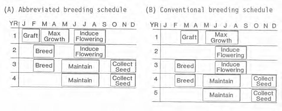 induction treatments. In the first year, 60% of the grafts received gibberellin applications and mild water stress using methods cited by Greenwood (1981).