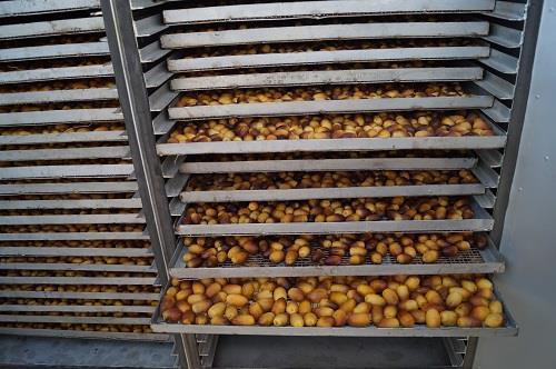 capable to produce high quality dates Way Forward: Solar dates drying technology