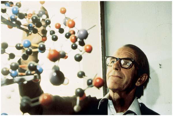Primary Structure of Bovine Insulin First protein to be fully sequenced; Fred Sanger, 1953.