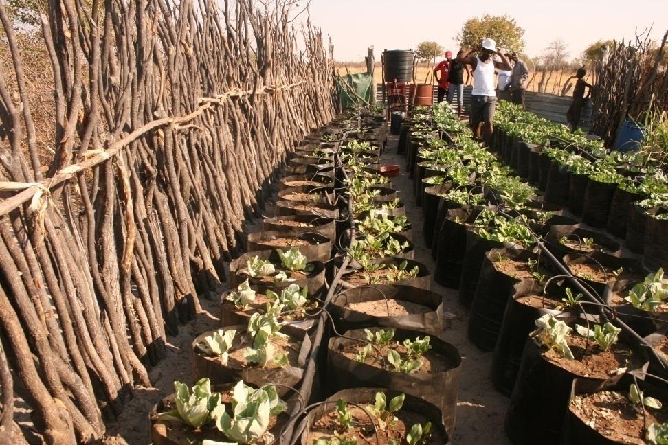 MICRO DRIP IRRIGATION USING POLY BAGS Allows farmers to