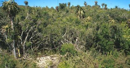 ranging vegetation