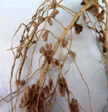 year P, K and S important for legume nodulation