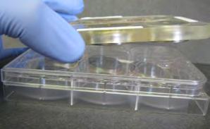Count the cells using a hemacytometer or Coulter counter. Centrifuge cells and resuspend them in the required amount of media (2 ml per culture).