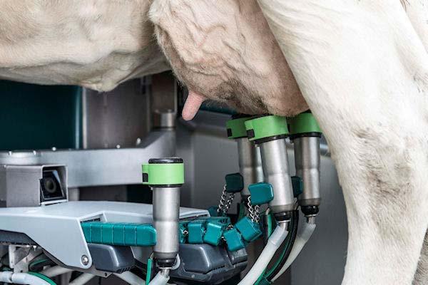 Precision Dairy Farming Definition More than labour savings Support