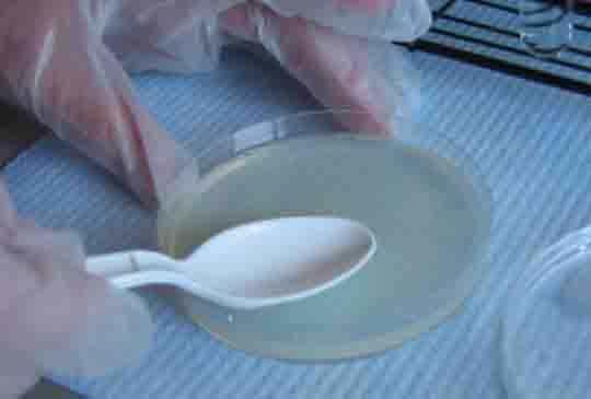 c. Lift the lid covering the plate. d. Hold the pipette 1 inch above the surface of the plate and squeeze the bulb very gently and slowly letting one drop fall about every 1 second.
