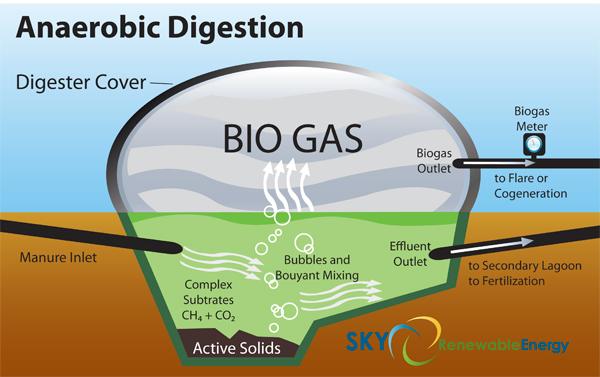 Waste-to-Biogas ANAEROBIC DIGESTION Methane fermentation : hydrolysis, acidogenesis, acetogenesis, and methanation The individual phases : partly stand in