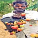 What s happening with Sri Lankan agriculture?