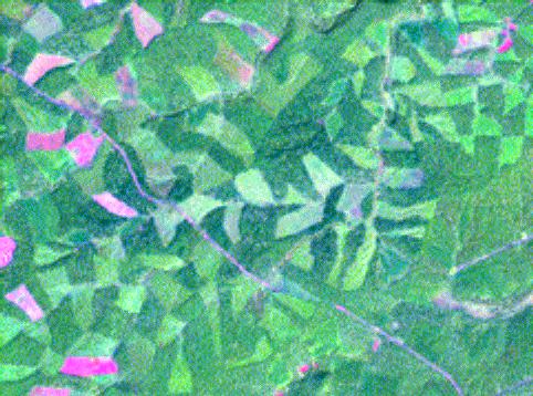 Landsat-7 images, Spetember 2, 1999 (bands 5, 4, 2) 42-9 Broadleaf mix 93 yrs.