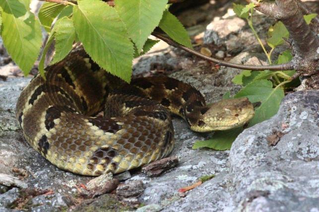 Pennsylvania Fish & Boat Commission State Wildlife Grant Summary 2013 Setting a Path to Recover the Timber Rattlesnake 1.