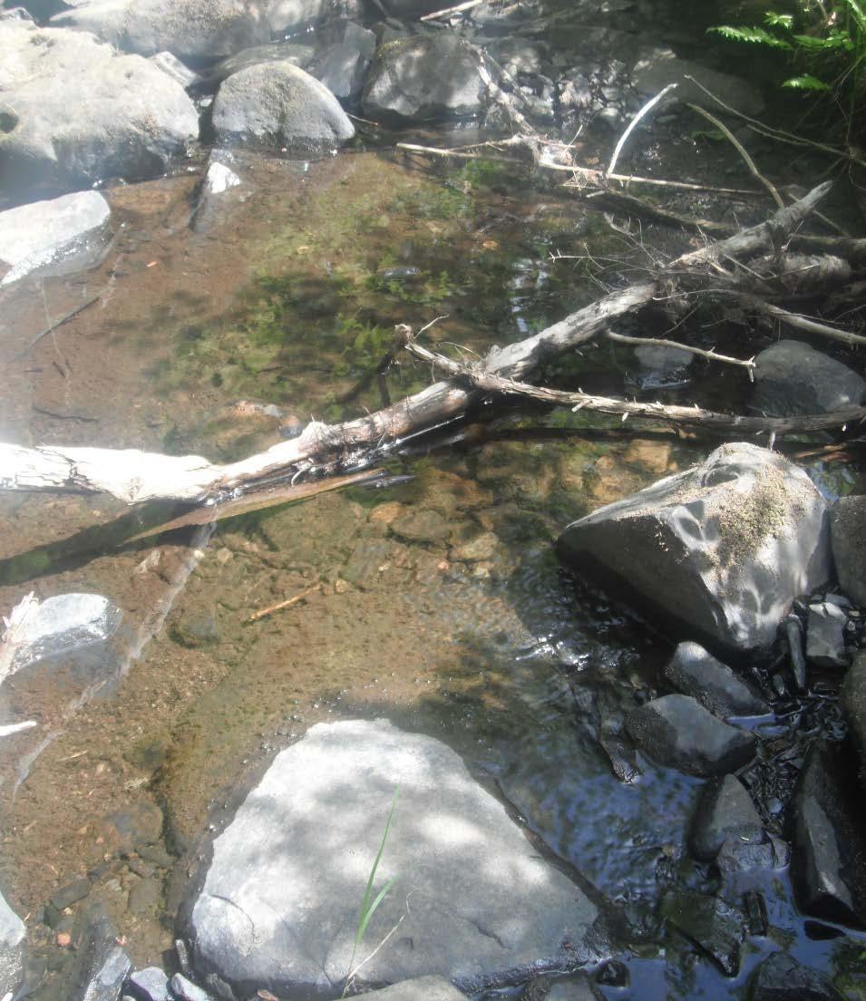 Fish and Fish Habitat Existing Conditions Fish Observed During Field Surveys Stream 3: Brook Trout and an unidentified minnows Stream 4: