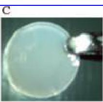 Scaffold-free in vitro cartilage TE! Method: rotational culture of rabbit chondrocytes with no cytokines! Results!