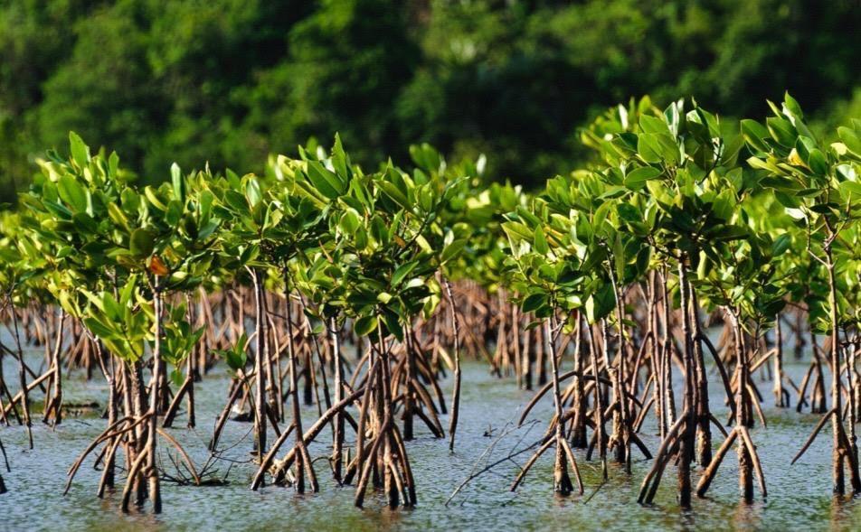 Deploying Nature-based solutions Mangroves for the Future IUCN s flagship programme for investment in coastal ecosystems Aims to build resilience in ecosystemdependent coastal communities Now active