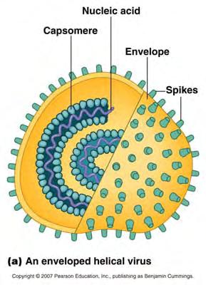 Polyhedral Viruses capsomeres in capsid